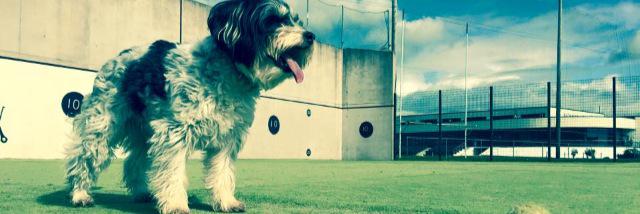 Sinéad Heffernan banner