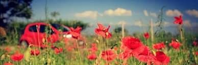 staurosrania's profile banner image