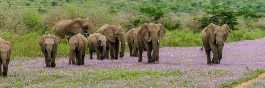 THULATHULA1's profile banner image