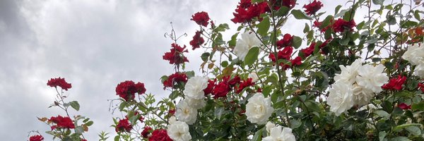 drwillsharpe Profile Banner