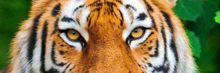 CastroEduarth's profile banner image