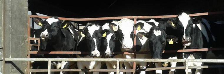 Stewart Tower Dairy banner