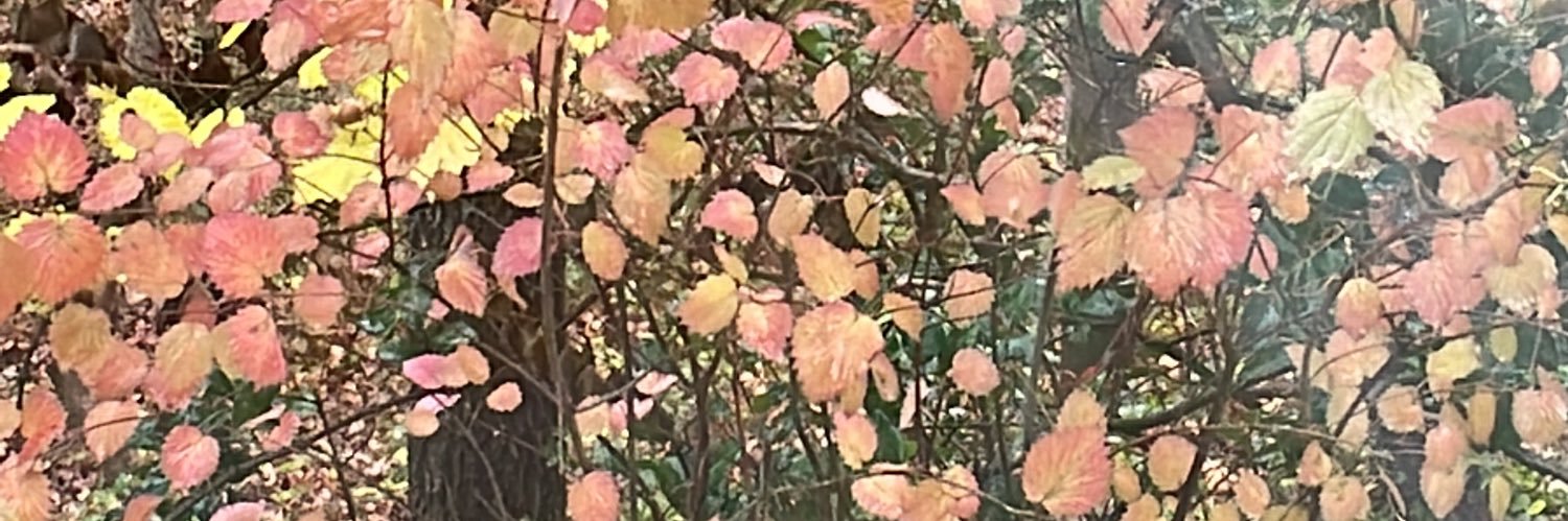 TomJohnson3rd's profile banner image