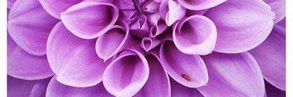 Lisa Leslie Photos banner