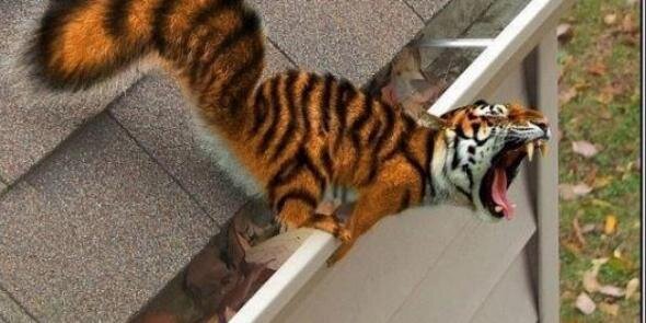 Kim A 🐿️ banner