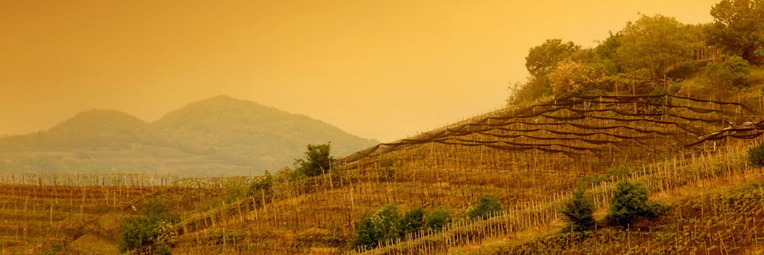 istefanini_wine's profile banner image