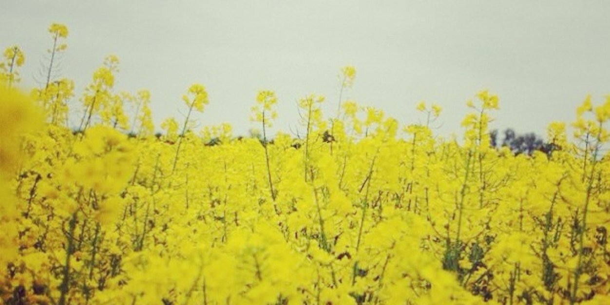lolabeaudesign's profile banner image