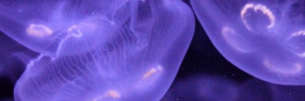 MasterchefMonk banner