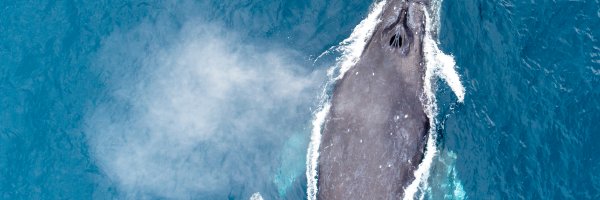 enzosan Profile Banner