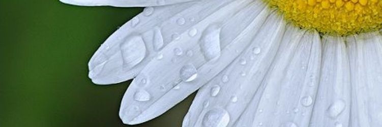 birbapeace's profile banner image