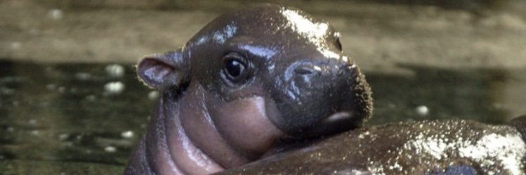 xdanielleinezx's profile banner image