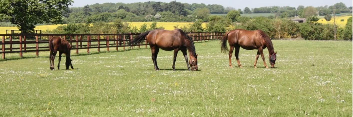 Trinity Park Stud banner