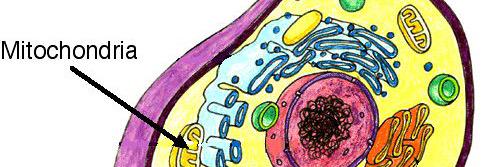 Mitochondrion4's profile banner image