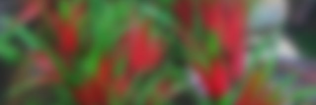 Lucy banner