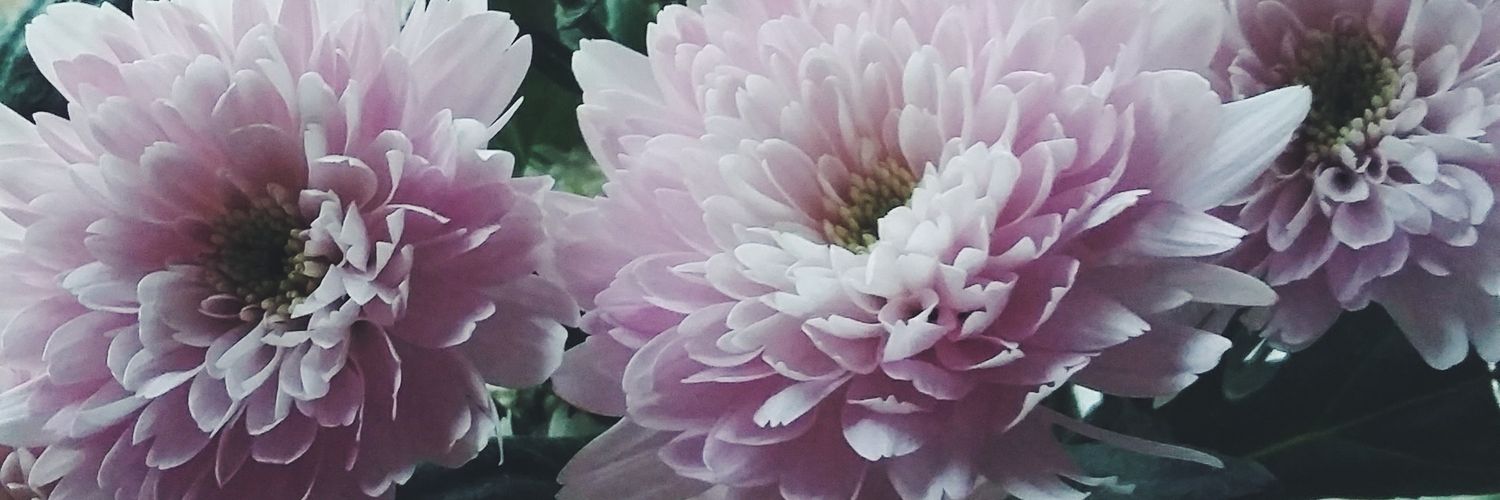 Maeveious's profile banner image