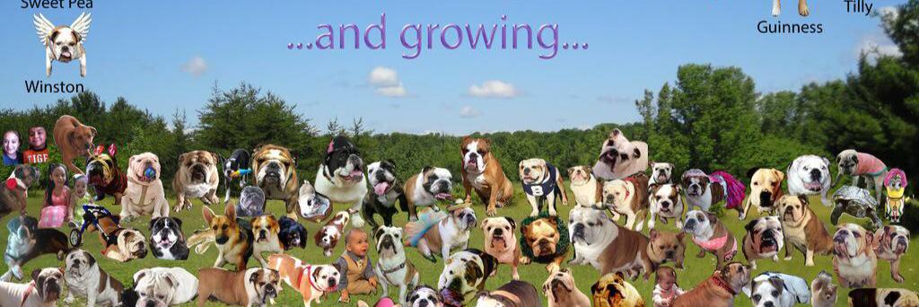 Barbara Tiesi banner