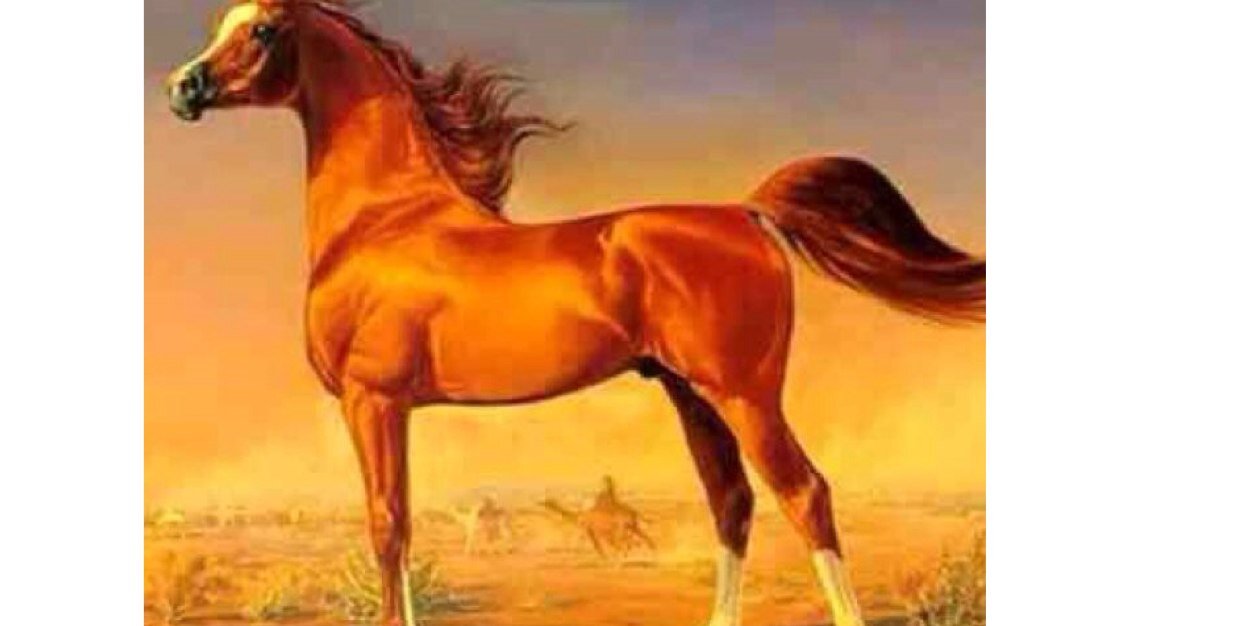 asdshr's profile banner image