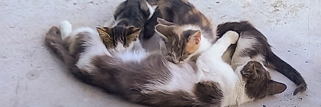 Saša Pavlović 🧑‍🦽 banner