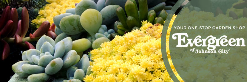 Evergreen_JC's profile banner image