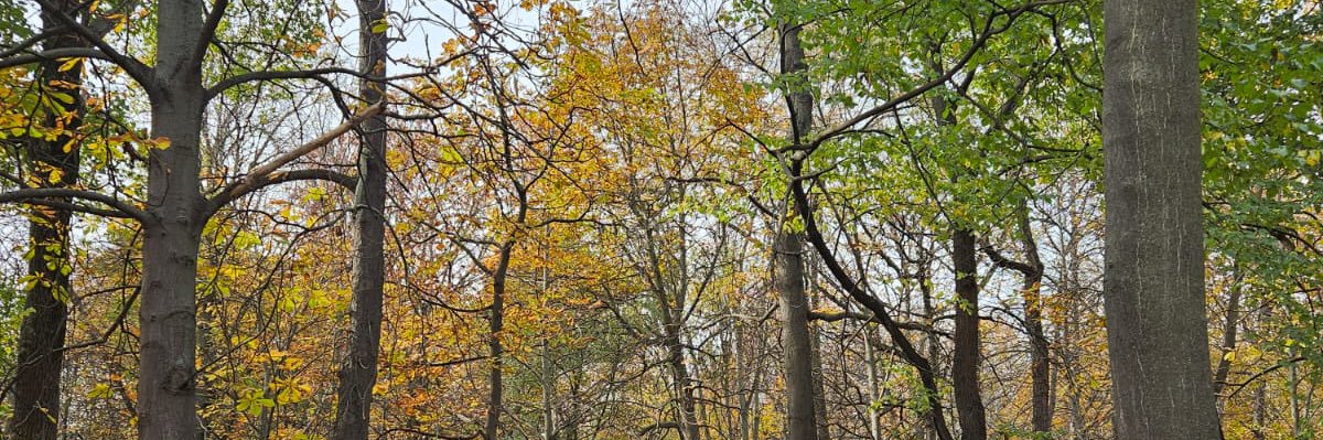 Miriam Sanz banner