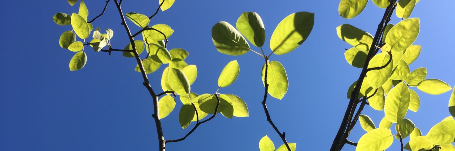 Franziska Kupfer banner