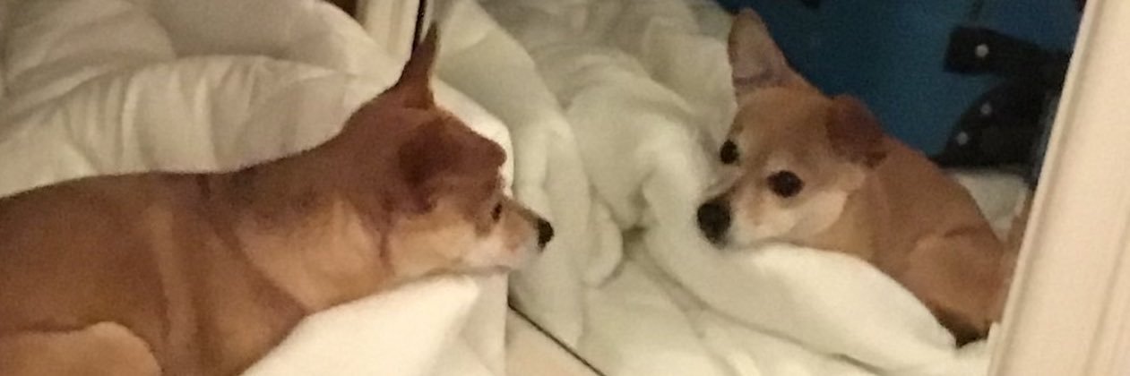 cuteapoot's profile banner image