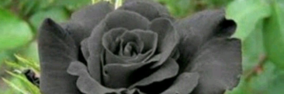 alidr1399's profile banner image
