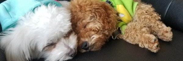 RainbowsYT Profile Banner