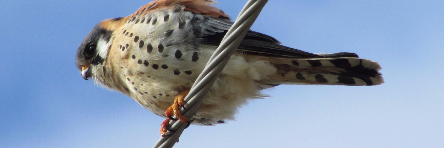 Paul Nicholson banner