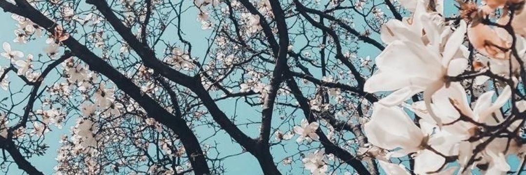 banducci_'s profile banner image