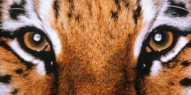 thainaprs's profile banner image