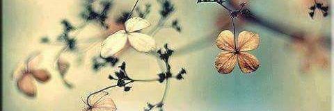 bi_burdan's profile banner image