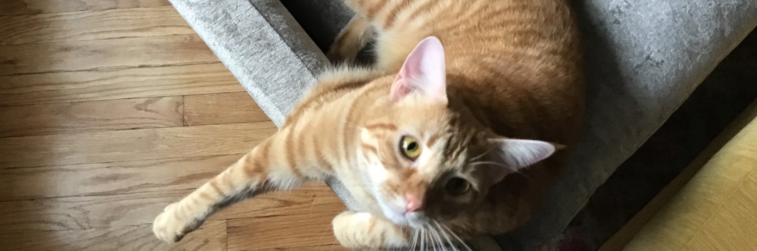 donnajski666's profile banner image