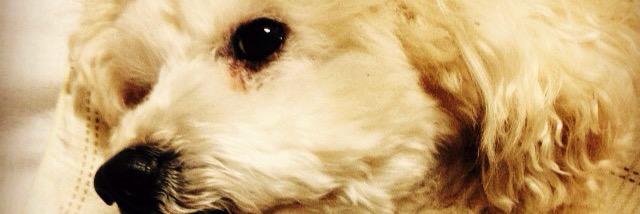 Gako_kPr's profile banner image