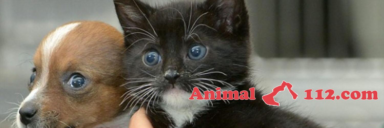 RejectedAnimals's profile banner image