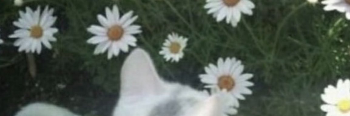 MugiwaraNoMigue's profile banner image