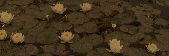 canselces's profile banner image