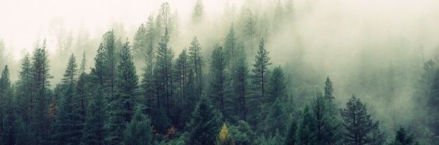 cedarspiced's profile banner image