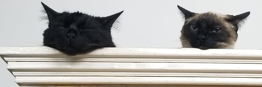 cecilloya's profile banner image
