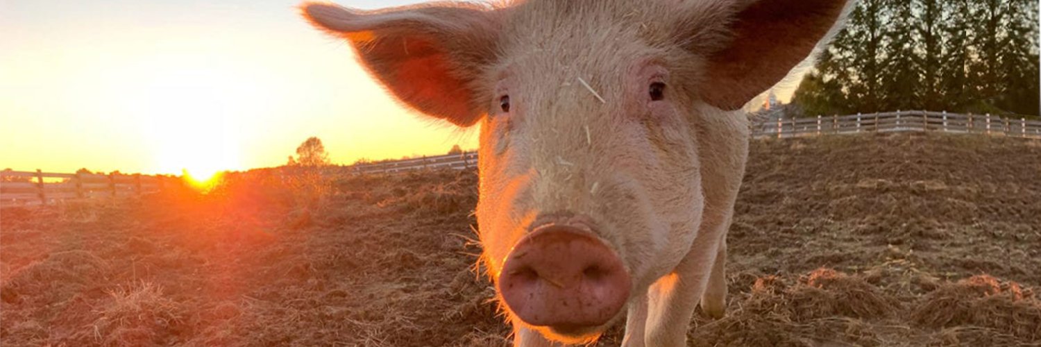 HockhocksonFarm's profile banner image