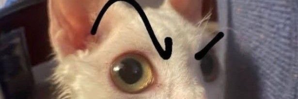 chaotic_bratz's profile banner image