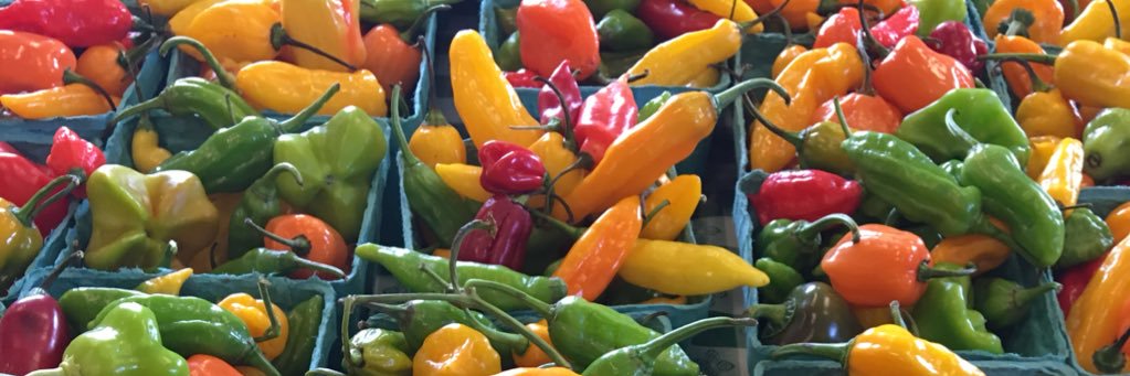 Snarky the Sharky banner