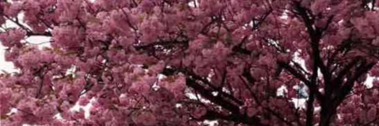 arem12111's profile banner image