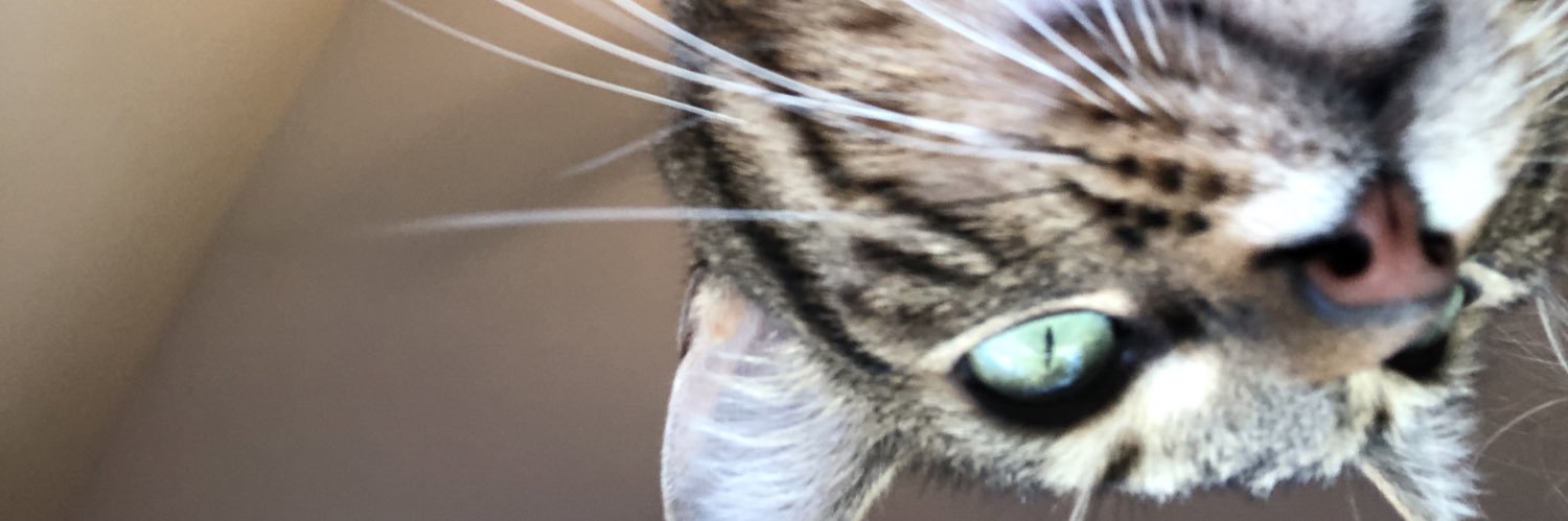 Ali_Gator's profile banner image
