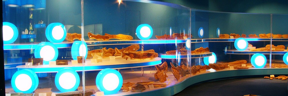 tanemuseum_phal's profile banner image