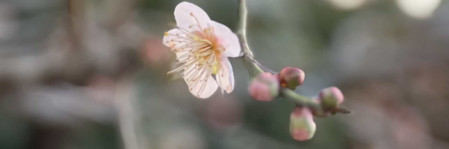 chnauzer's profile banner image