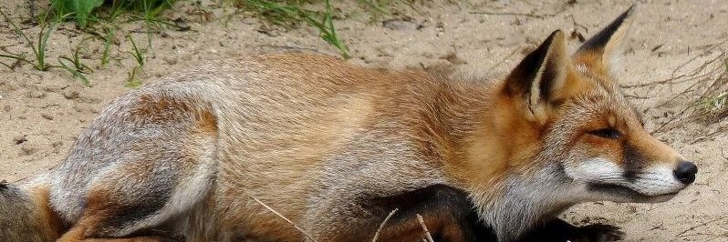 The_randomizer89 banner