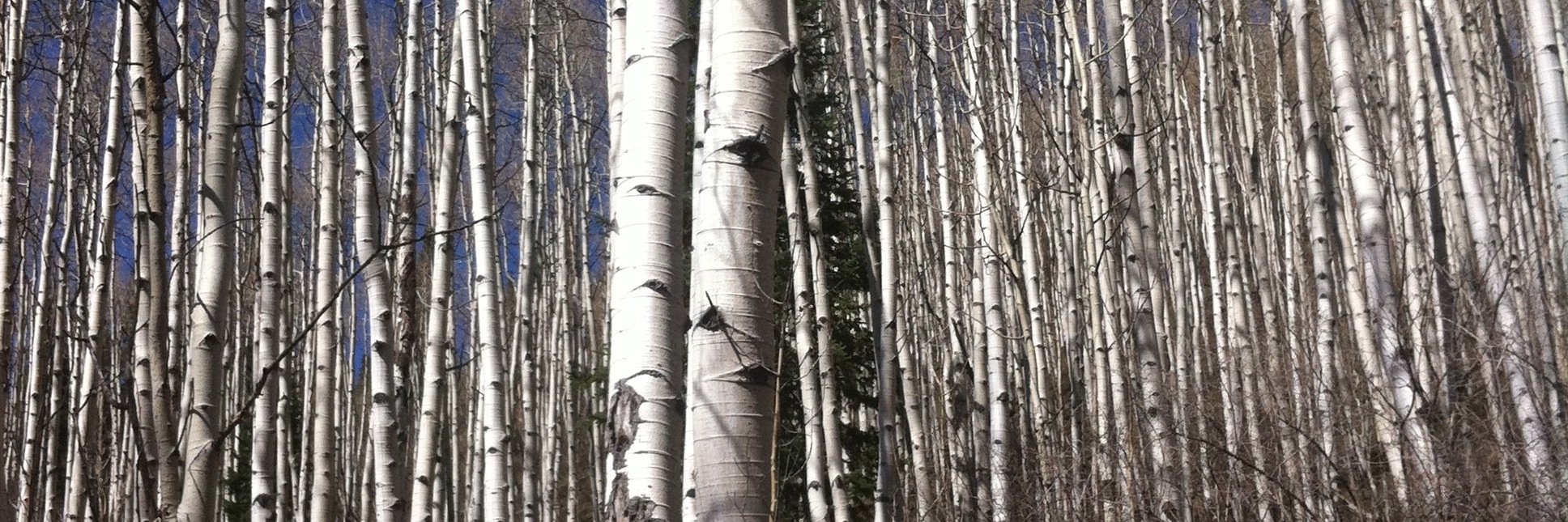 maxterroir's profile banner image