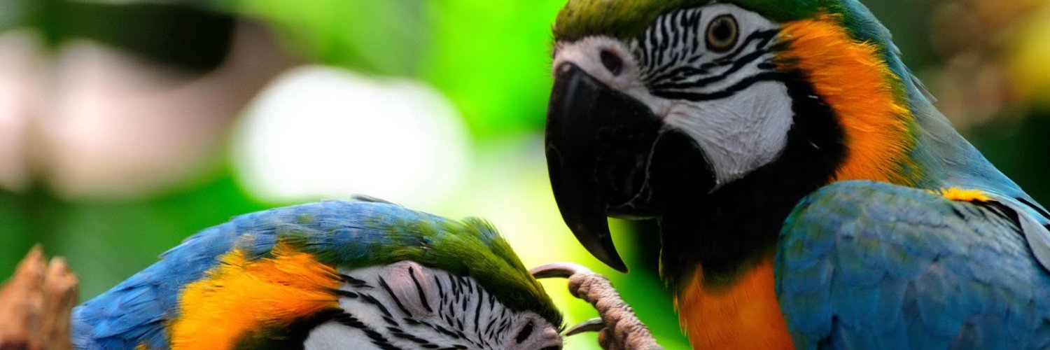 luluscomenta's profile banner image
