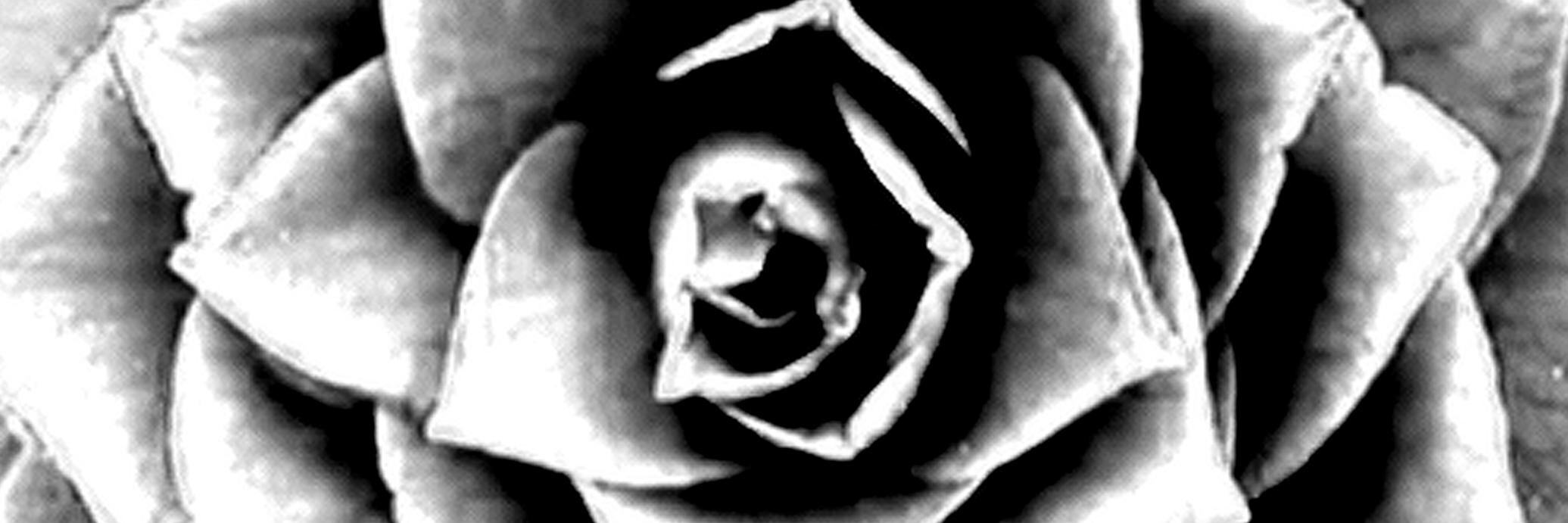 igormarotti's profile banner image